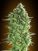 Do-Si-Dos Cookies Feminised Seeds