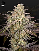 Cloud Walker Feminised Seeds