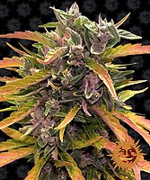 Gorilla Glue Auto Feminised Seeds