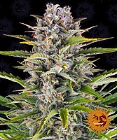 Gorilla Zkittlez Auto Feminised Seeds