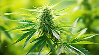 Amnesia Feminised Seeds - Bulk