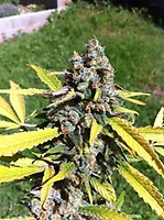 AK Auto Feminised Seeds - BULK