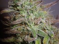 White Widow Feminised Seeds - BULK