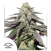 Skywalker Haze Auto Feminised Seeds