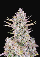 Purple Punch Auto Feminised Seeds