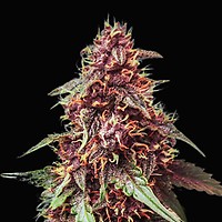 Purple Haze Auto Feminised Seeds - BULK