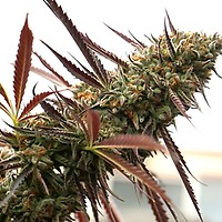 Ghost of NYC Feminised Seeds