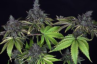 Gelato Feminised Seeds - BULK