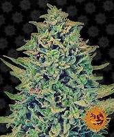 Blue Shark CBD Feminised Seeds