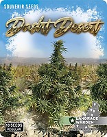Dasht Desert Regular Seeds