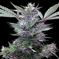 Bubba Kush x PCK Regular Seeds