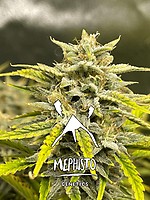 Skystomper 2.0 Auto Feminised Seeds