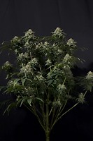 Gorilla Cookies Fast Feminised Seeds