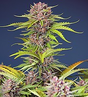 Mimosa Bruce Banner XL Auto Feminised Seeds