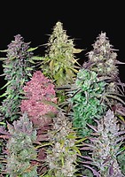 Fastbuds Mixed Pack Auto Feminised Seeds
