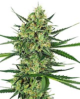 Tangerine Sugar Feminised Seeds
