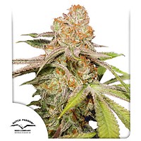 Mac #1 Auto Feminised Seeds