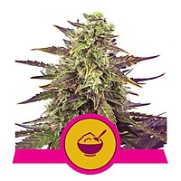 Cereal Milk Feminised Seeds