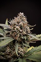 Sweet 'n' Sour Auto Feminised Seeds