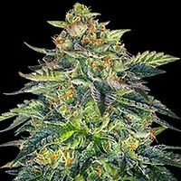 London Cream Cake Auto Feminised Seeds - 5