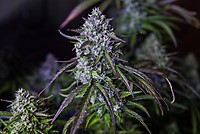 3Wok OG Auto Feminised Seeds