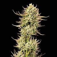 Gorilla Jealousy F1 Feminised Seeds