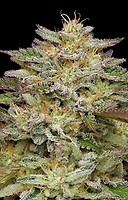 Golden Sands Feminised Seeds