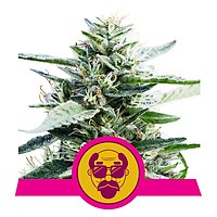 Granddaddy Purple Feminised Seeds