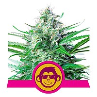 Grape Ape Feminised Seeds