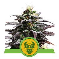 Granddaddy Purple Auto Feminised Seeds