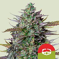GOAT'lato Auto Feminised Seeds