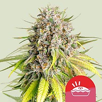 Punch Pie Feminised Seeds