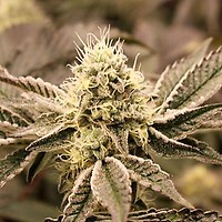 Mouth Wash Feminised Seeds