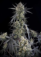 Pound Cake Auto Feminised Seeds