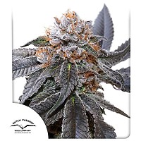 Blue Zushi Feminised Seeds