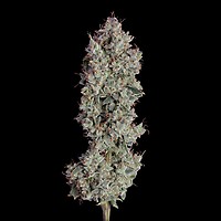 Shortcut Auto Feminised Seeds