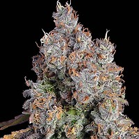 Candy Games #25 Feminised Seeds