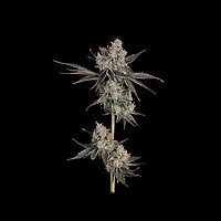 Knockout Feminised Seeds
