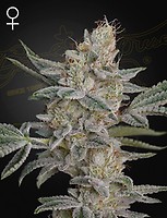 Air Lemon (SLH x RS11) Feminised Seeds