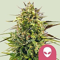 Alien OG Feminised Seeds