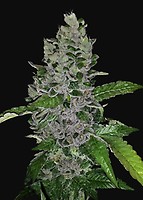 Frozen Afghan Mintz Feminised Seeds