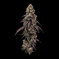 Ice Dream Cake Fast Feminised Seeds