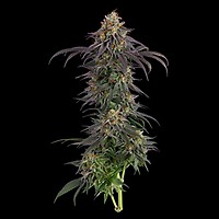 Guava Root GMO Feminised Seeds
