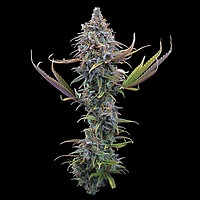 Apollo Feminised Seeds