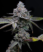 Apple Fritter Feminised Seeds