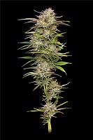 California Haze Feminised Seeds