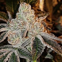 Johnny Dang R1 Feminised Seeds