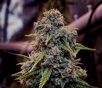 Genius Juice Feminised Seeds