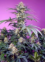 Monster Maker Feminised Seeds