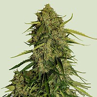 Atlas F1 Auto Feminised Seeds